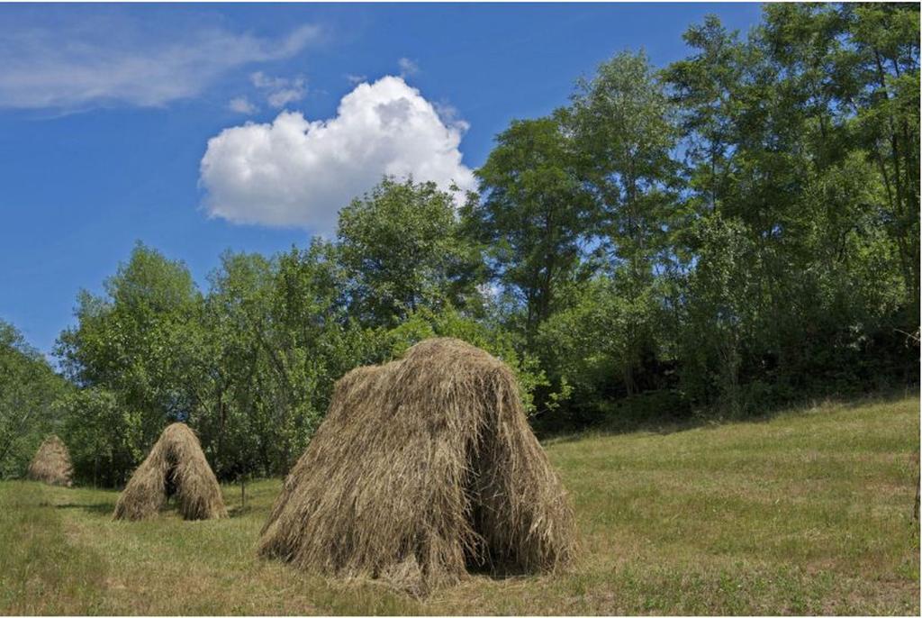 Pensiunea Valea Branzei Nanesti Bagian luar foto